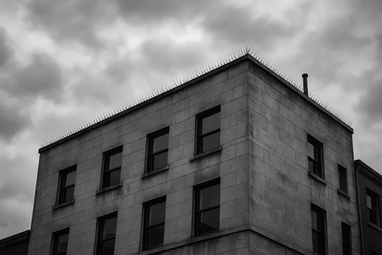 Vue noir et blanc d'un toit de bâtiment avec dispositifs anti-pigeons visibles